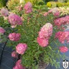 Hydrangea paniculata 'Fraise Melba' - Aedhortensia 'Fraise Melba' C2/2L Hydrangea paniculata 'Fraise Melba' - Aedhortensia 'Fraise Melba' C2/2L